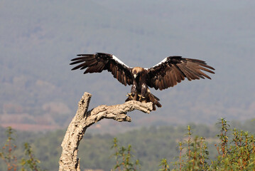 Spanish Imperial Eagle adult female landing on an oak branch in a Mediterranean oak forest with the first light of a sunny day
