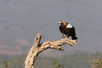Spanish Imperial Eagle adult female on a cork oak branch in a Mediterranean oak forest with the first light of a sunny day