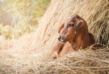 Red brahman calf lying near Haystack © G_stockerthailand