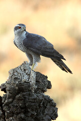 Northern goshawk adult male on a cork oak trunk with the last lights of an autumn day in a forest of oaks, pines and cork oaks