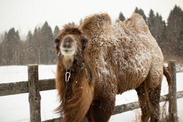 In winter, a Bactrian camel stands by the fence.