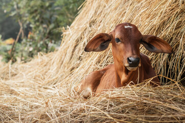 Red brahman calf lying near Haystack