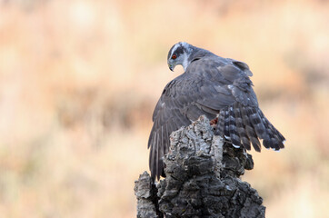 Northern goshawk adult male on a cork tree trunk protecting a recently hunted prey with the last light of day