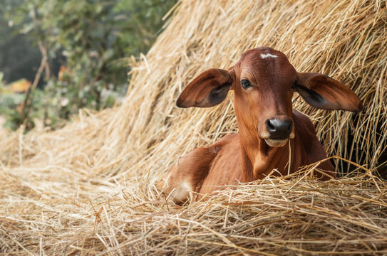 Red Brahman Calf Lying Near Haystack