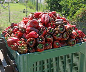 box with lots of ripe red peppers just picked from intensive cul