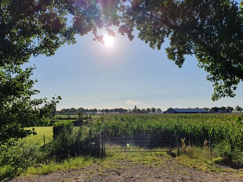 Corn Field In August, Nederhorst Den Berg