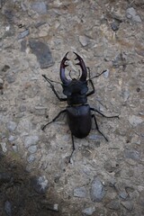 beetle on the ground