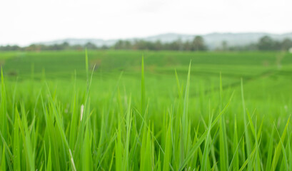 Fresh green grass on rice field terraces blurred background, space for text. Spring or summer season
