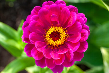 Obraz premium Zinnia