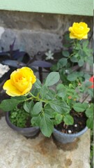 yellow flowers in a pot