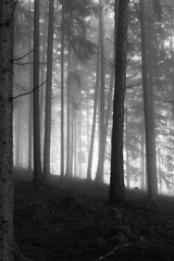 Naklejka premium fog in the woods