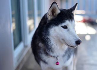 Headshot portrait of Siberian husky