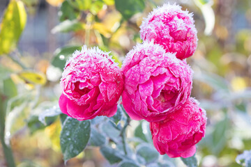 pink Rose Pomponella mit Raureif Makro
