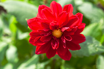 Dahlia Tessy Red