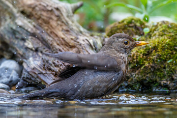 Amsel (Turdus merula) Weibchen
