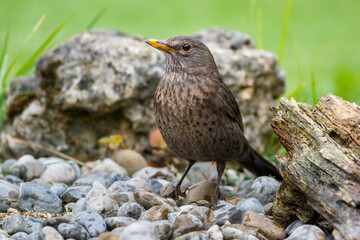 Amsel (Turdus merula) Weibchen