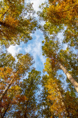 紅葉の杉を見上げる