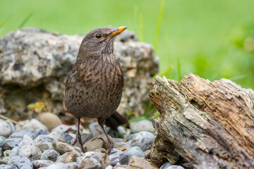 Amsel (Turdus merula) Weibchen