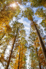 紅葉の杉を見上げる