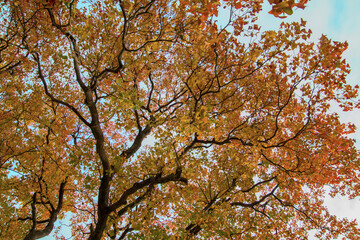 紅葉の水元公園
