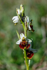 Hummelragwurz (Ophrys holoserica)