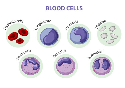 Type of blood cells
