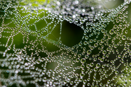 Tautropfen auf einem Spinnenetz