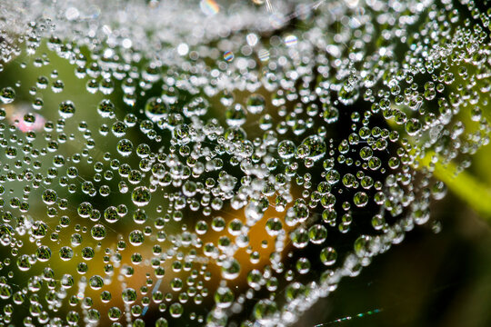 Tautropfen auf einem Spinnenetz