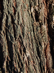 Detailed texture of lit poplar bark.old large poplar trunk close up.