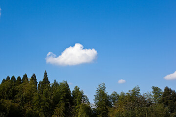 秋の青空を背景に森を見る
