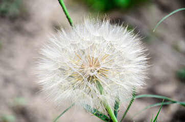 White dandelion seeds plant, green field, close up.