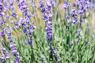 Blue violet levandula flowers, field countryside, close up