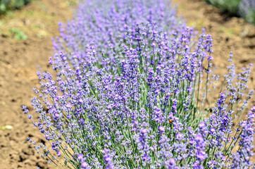 Blue violet levandula flowers, field countryside, close up