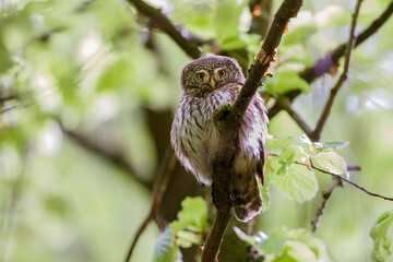 Sperlingskauz (Glaucidium passerinum)