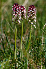 Brand-Knabenkraut (Orchis ustulata)