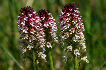 Brand-Knabenkraut (Orchis ustulata)