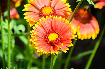 Yellow-Orange Chrysanthemum flower, mum or chrysanths, close up.