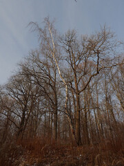 Foggy forest landscape. Trees without foliage in the fog. Mystic trees under milky sky in the winter. Silent atmosphere.