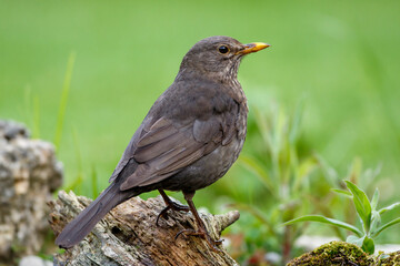 Amsel (Turdus merula) Weibchen