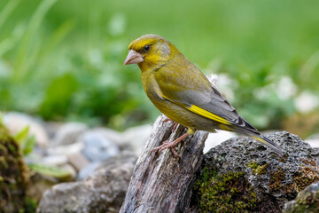 Grünfink (Carduelis chloris) Männchen