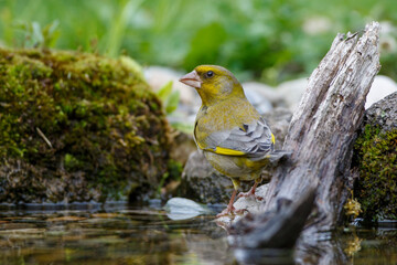 Grünfink (Carduelis chloris) Männchen