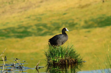 yellow billed stork in grass