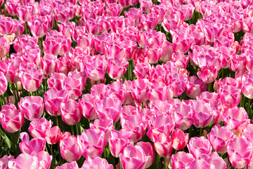 Field of bright pink tulips in spring