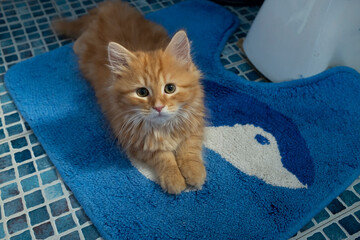 Fototapeta na wymiar Cute cat sit on a blue carpet