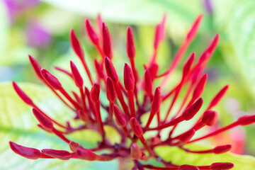 Red spike flower in the garden. macro shot.