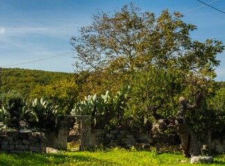 typical panorama of the Apulian lands