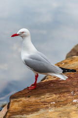 Seagull at the waterfront