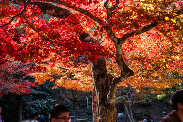 Vibrant red tree in Japan during fall Koyo season