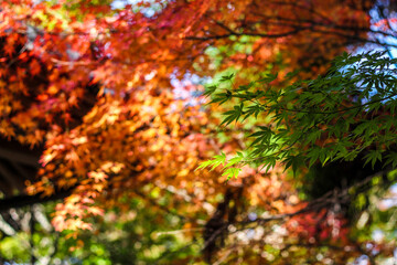 Colourful maple leaves in Japan during Autumn Koyo season