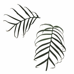 Realistic illustration set of tropical palm leaves isolated on white background.  Botanical elements for cosmetics, spa, beauty care products.